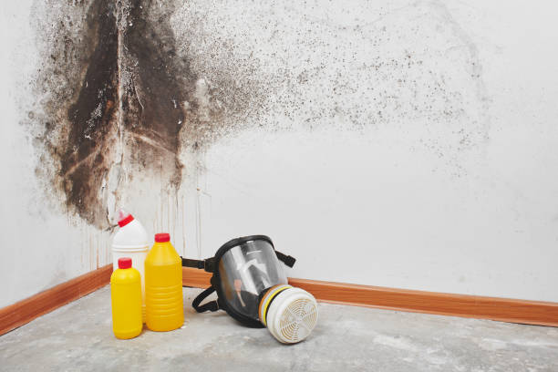 Mold Testing and Removal in Grants, NM
