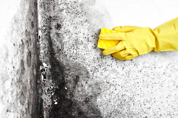 Mold Removal Process in Grants, NM
