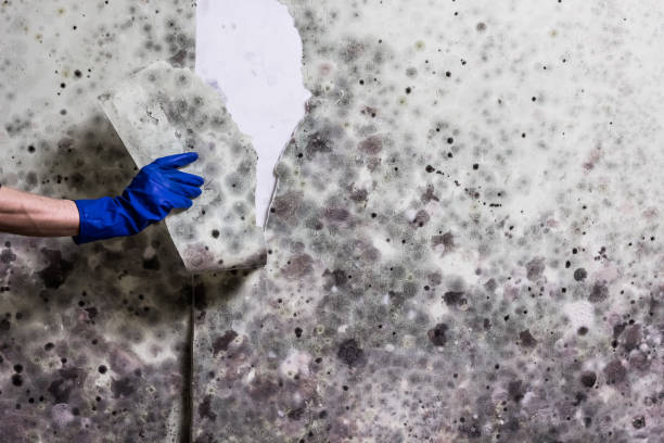 Best Mold Cleaning Services  in Grants, NM