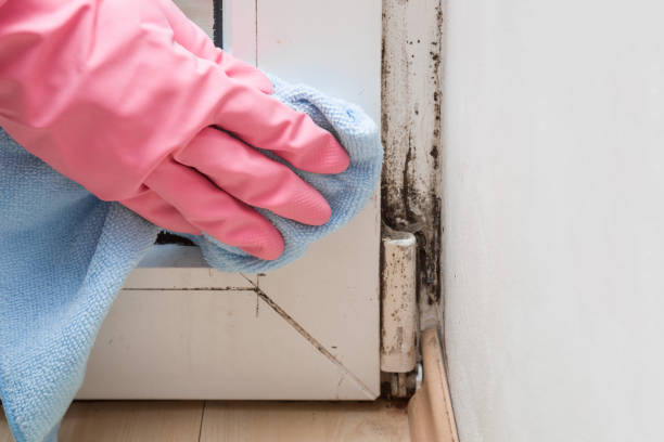 Best Crawl Space Mold Removal  in Grants, NM